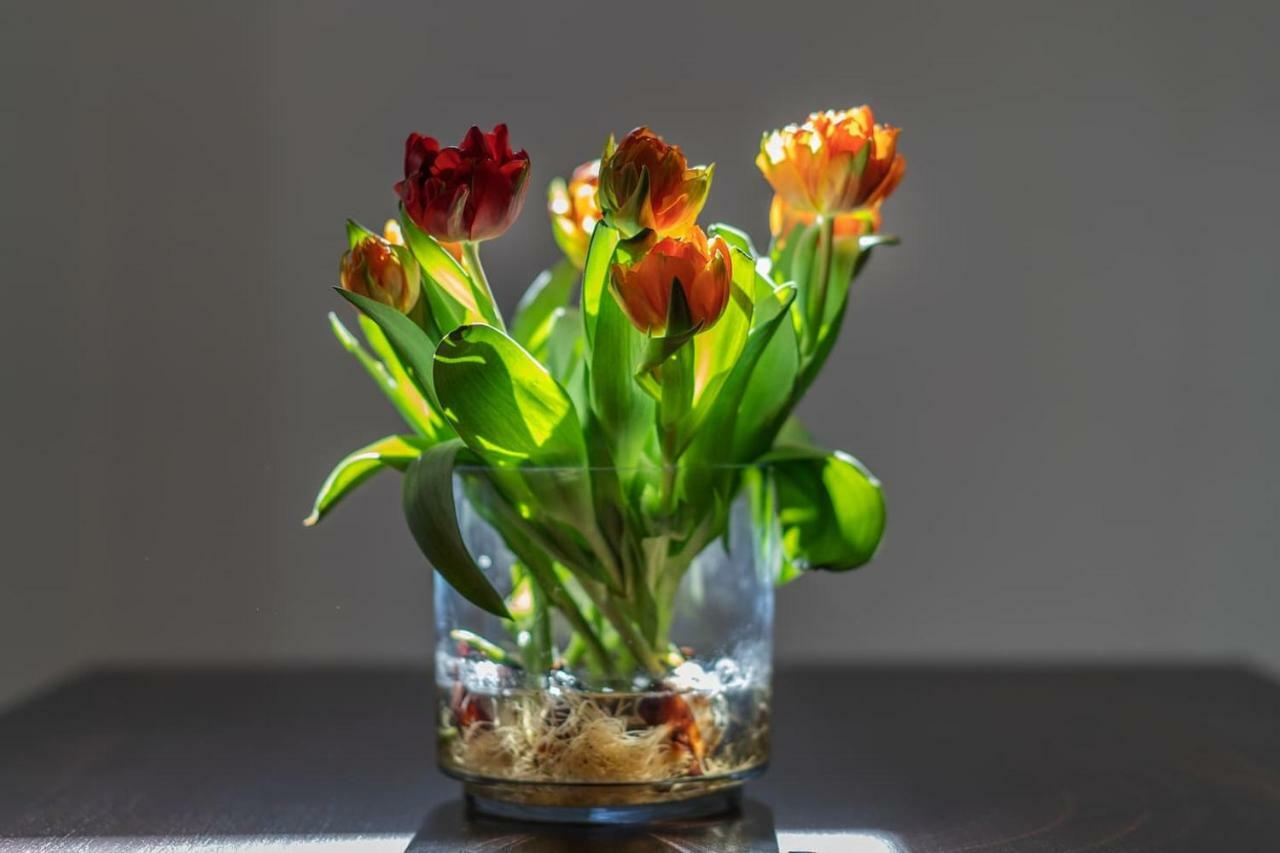 Il Tulipano - Appartamento Al Centro Di Vico Equense Exteriér fotografie